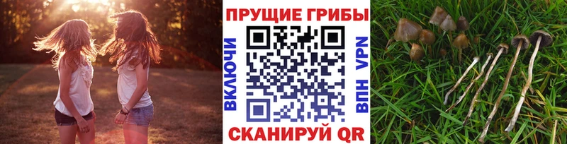 Галлюциногенные грибы Psilocybine cubensis  blacksprut онион  Новая Ладога 
